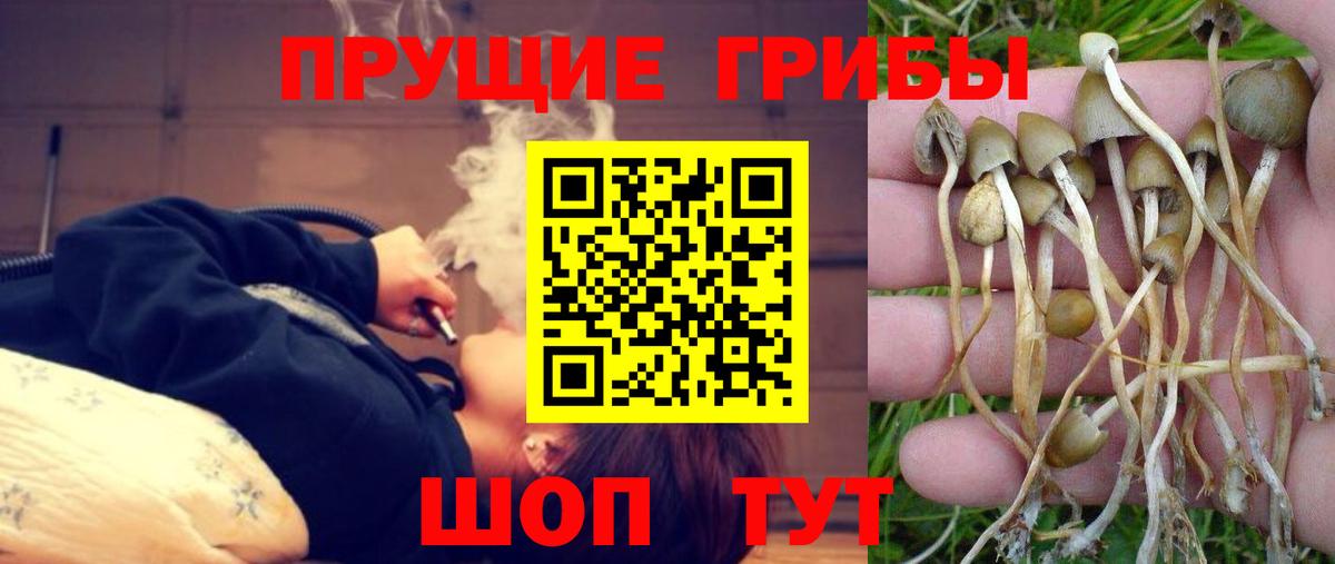Псилоцибиновые грибы мицелий Ейск